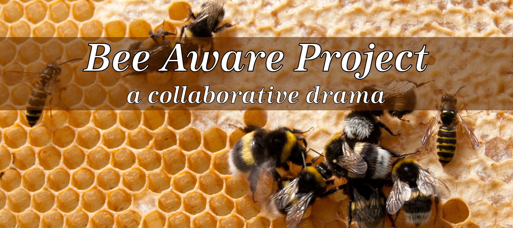 Bee Aware Project, a collaborative drama